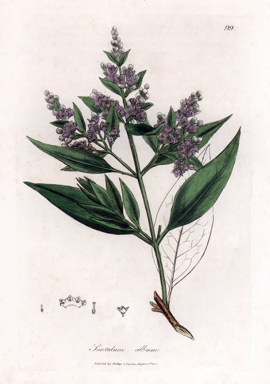 Sandeltre - indisk sandeltre, Santalum-album. Sårbar. Håndfarget kobberstikk fra en botanisk illustrasjon av James Sowerby fra William Woodville og Sir William Jackson Hookers "" Medical Botany,"" John Bohn, London av James Sowerby