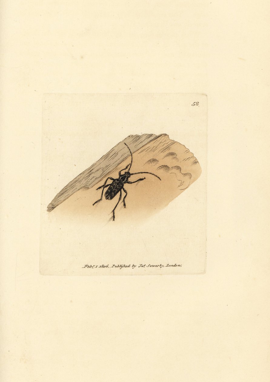Sarosesthes fulminans bille (Cerambyx fulminans). Håndfarget kobberstikk av James Sowerby fra The British Miscellany, eller fargede figurer av nye, sjeldne eller lite kjente dyreemner. av James Sowerby