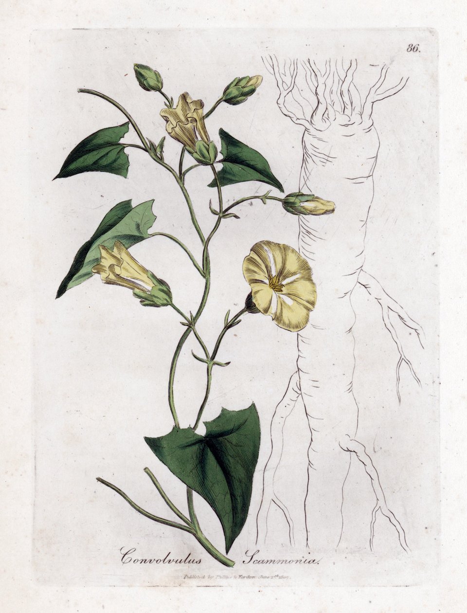 Scamonee - Scammony bindweed, Convolvulus scammonia. Håndfarget kobberstikk fra en botanisk illustrasjon av James Sowerby fra William Woodville og Sir William Jackson Hookers "" Medical Botany,"" John Bohn, London av James Sowerby
