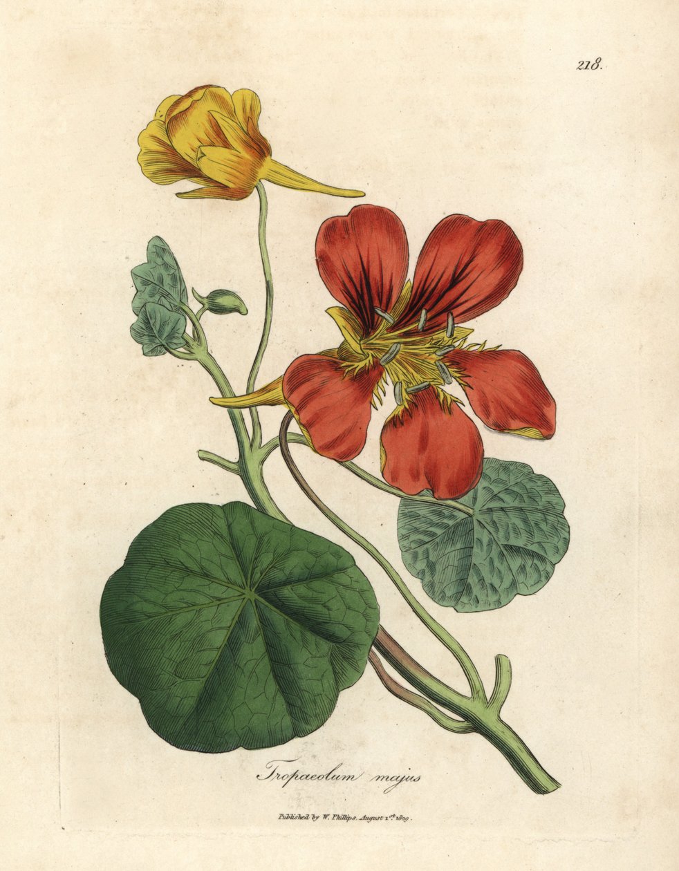 Skarlagenrød og gulblomstret større indisk karse, Tropaeolum majus av James Sowerby