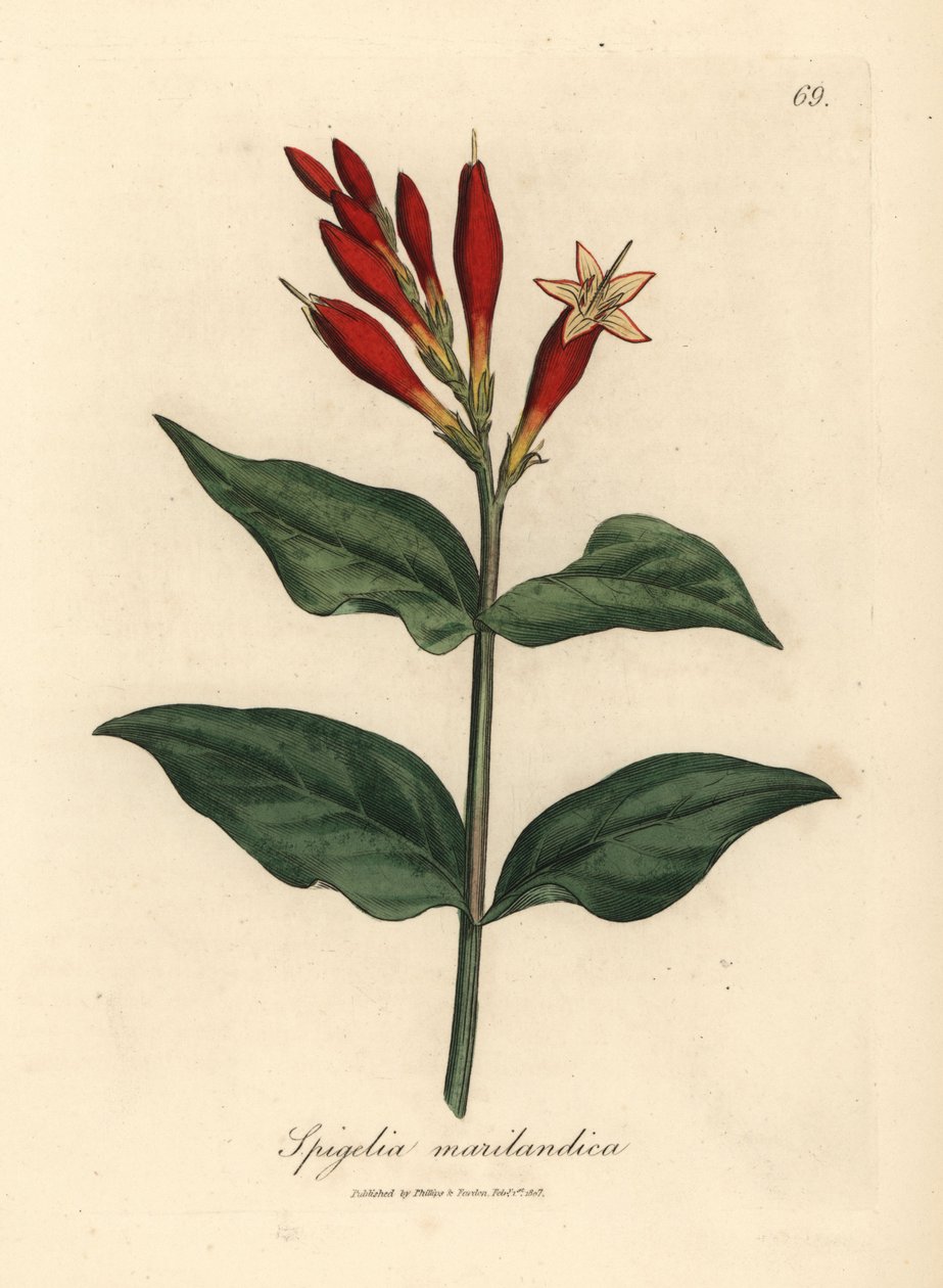 Scarlet blomstret indisk rosa, Spigelia marilandica av James Sowerby