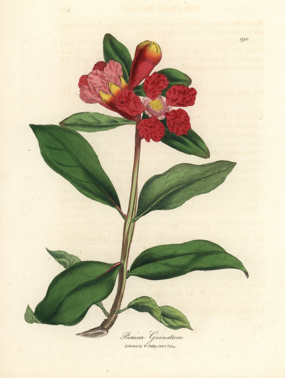 Skarlagensrødt blomstret granatepletre, Punica granatum av James Sowerby