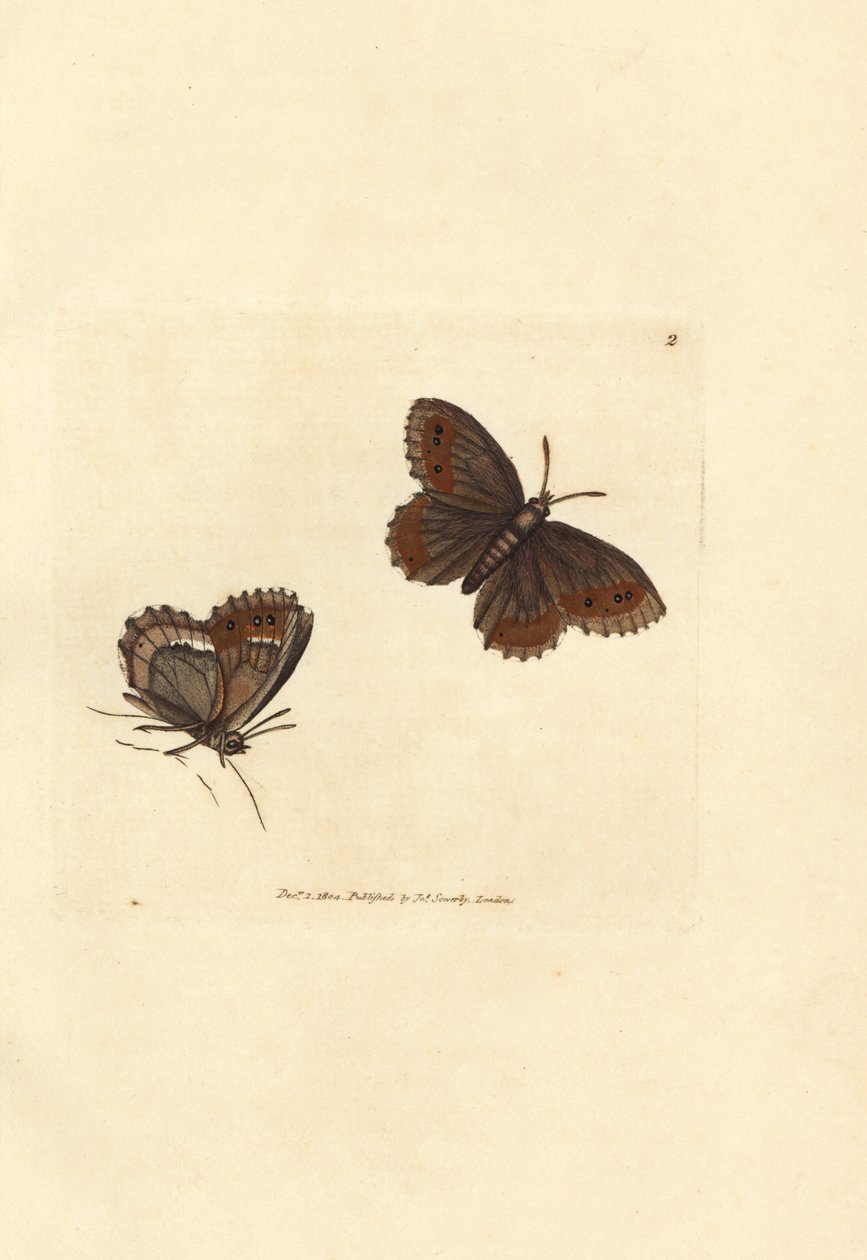 Scotch Argus sommerfugl, Erebia aethiops (Papilio blandina). Håndfarget kobberstikk av James Sowerby fra The British Miscellany, eller fargede figurer av nye, sjeldne eller lite kjente dyreemner. av James Sowerby