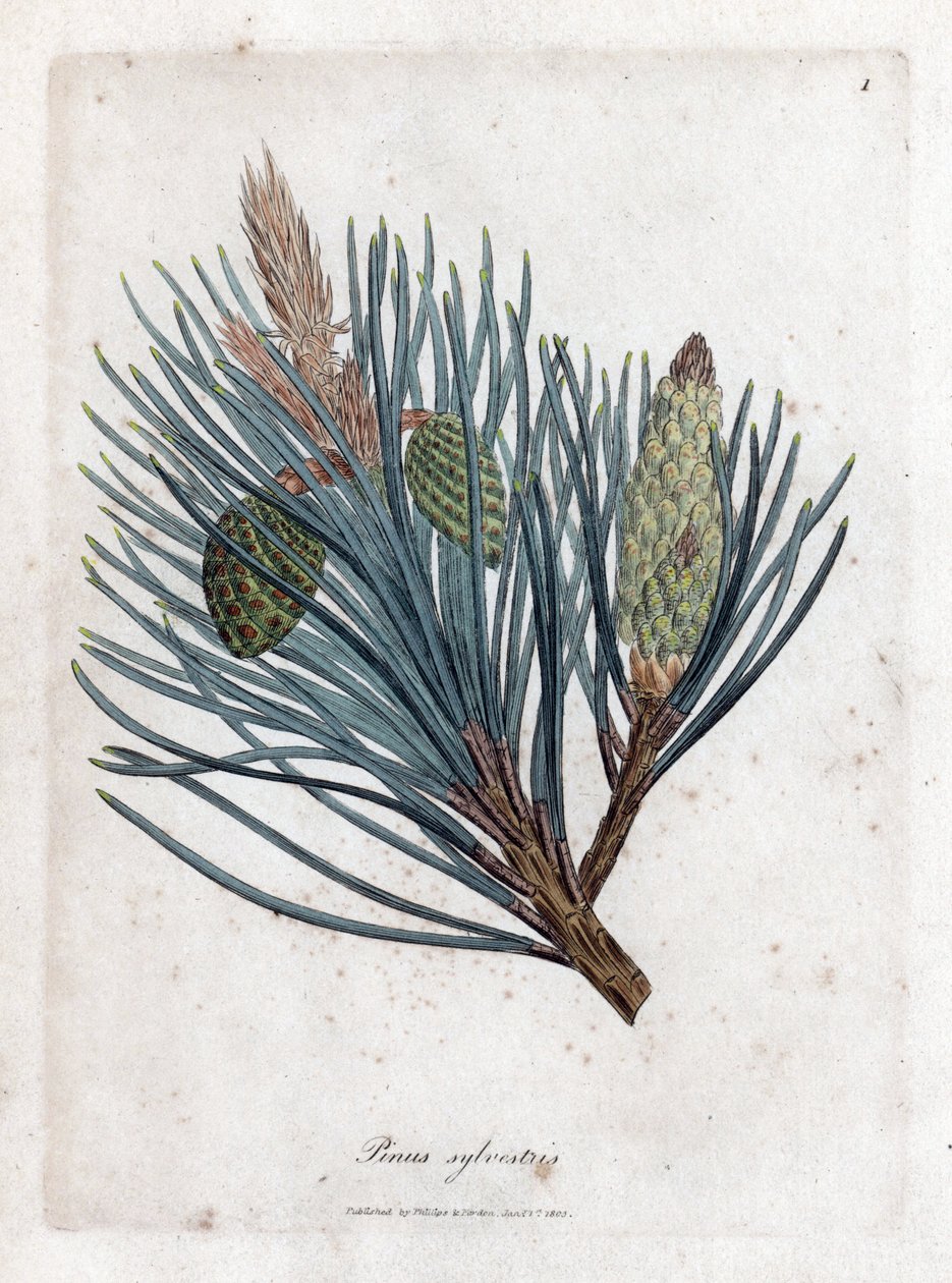 Skovfuru - Skovgran eller furu, Pinus sylvestris. Håndfarget kobberstikk fra en botanisk illustrasjon av James Sowerby fra William Woodville og Sir William Jackson Hookers "" Medical Botany,"" John Bohn, London av James Sowerby