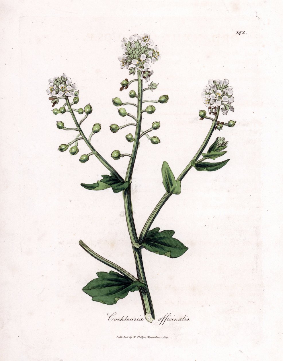 Skjørbukgress, Cochlearia officinalis. Håndfarget kobberstikk fra en botanisk illustrasjon av James Sowerby fra William Woodville og Sir William Jackson Hookers "" Medical Botany,"" John Bohn, London av James Sowerby
