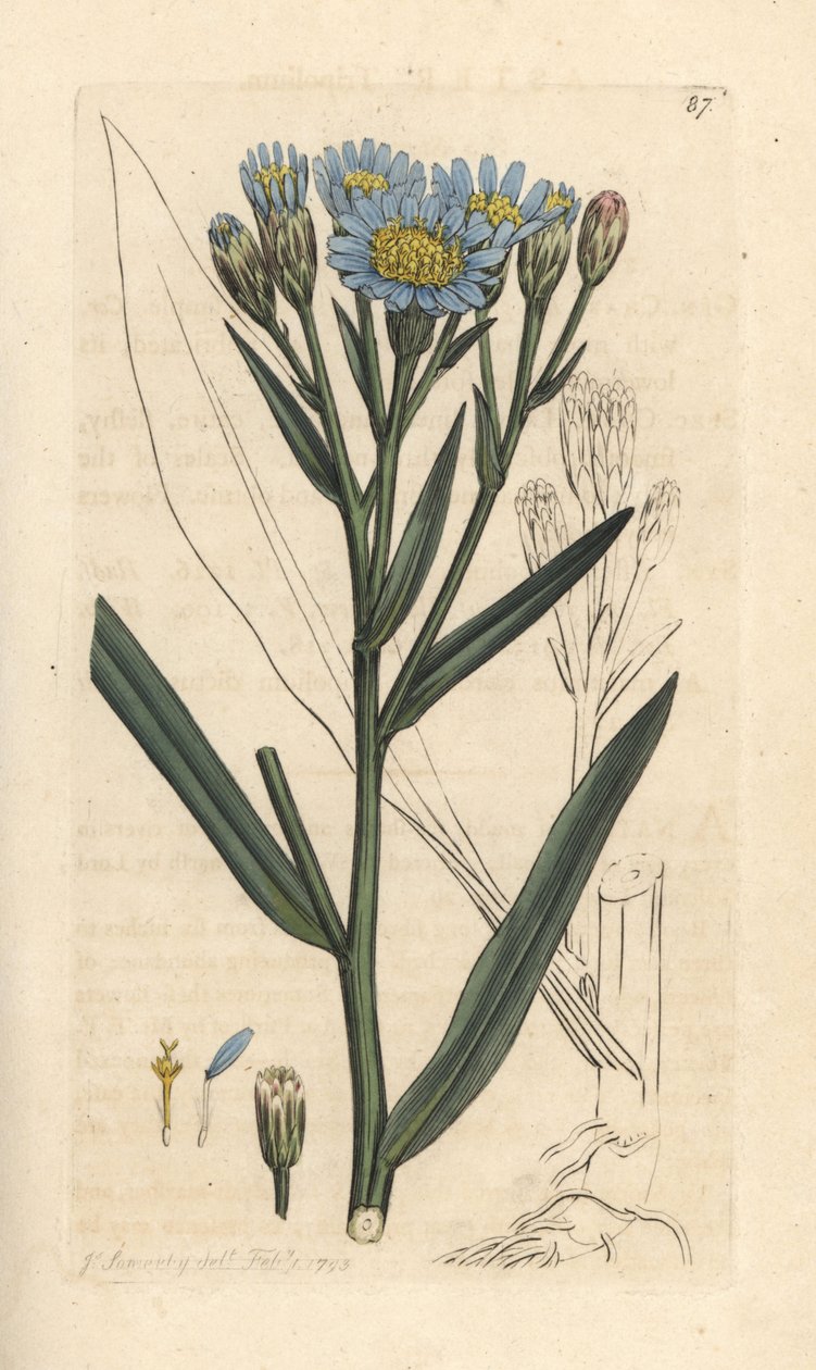 Havaster, Tripolium pannonicum subsp. tripolium (Sea starwort, Aster tripolium) (Aster maritime) Håndfarget kobberstikk etter en illustrasjon av James Sowerby fra James Smith's English Botany, London av James Sowerby