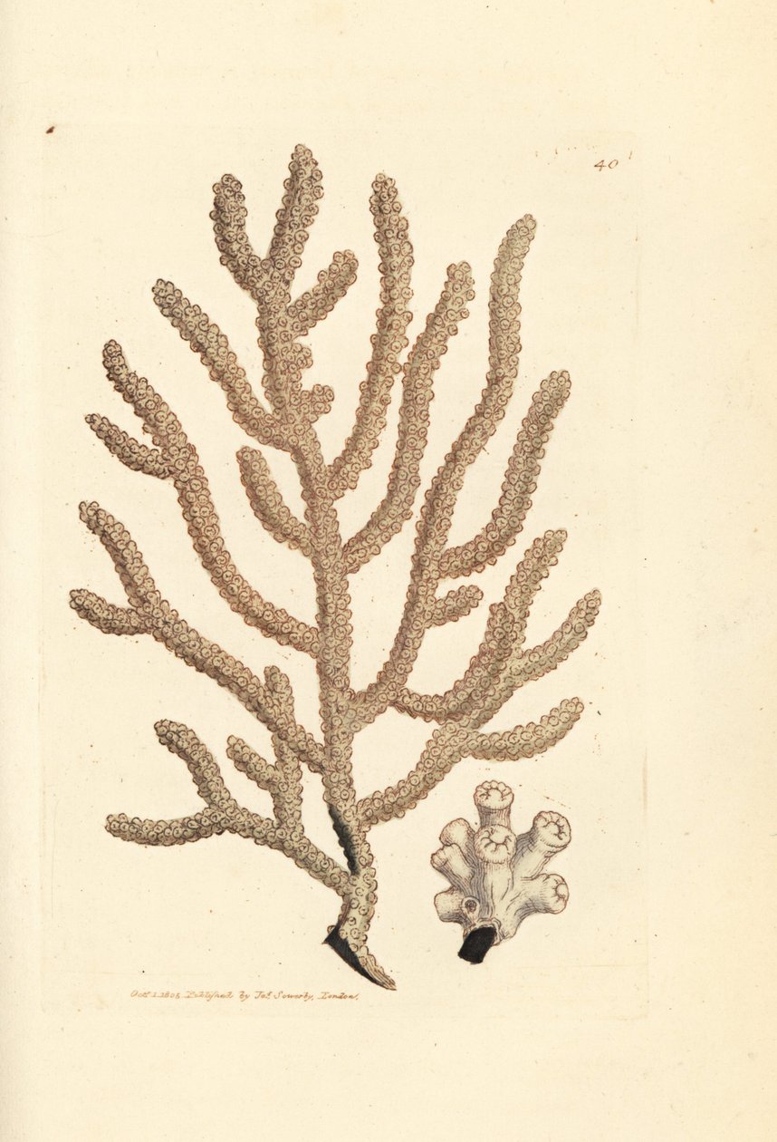 Havvifte, Gorgonia-art (Slank gorgonia, Gorgonia viminalis?). Håndfarget kobberstikk av James Sowerby fra The British Miscellany, eller fargede figurer av nye, sjeldne eller lite kjente dyreemner. av James Sowerby