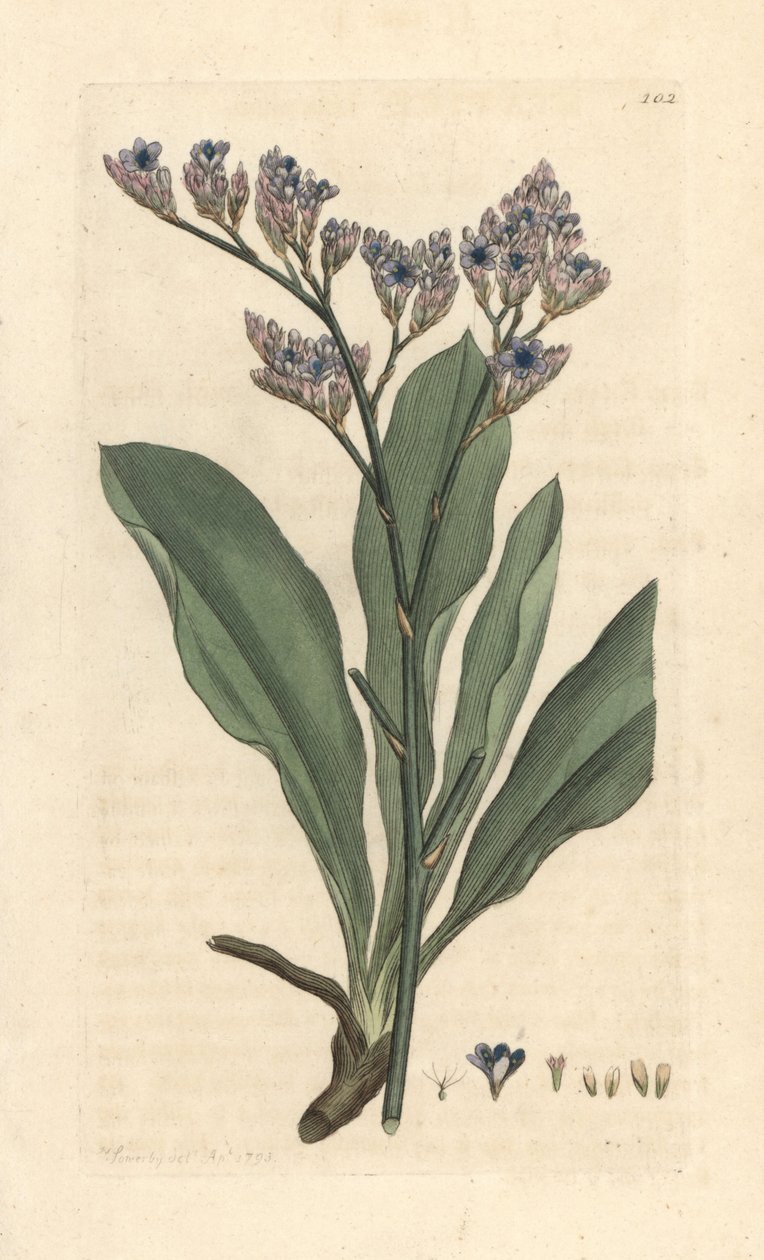 Havlavendel, Limonium vulgare (Statice limonium) (sjølavendel) Håndfarget kobberstikk etter en illustrasjon av James Sowerby fra James Smith's English Botany, London av James Sowerby