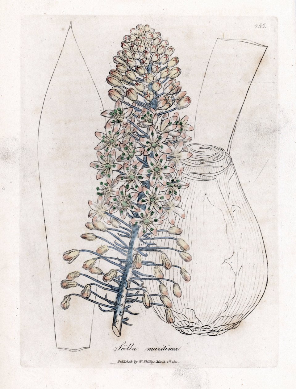 Sjøløk eller skjær, Drimia maritima. Håndfarget kobberstikk fra en botanisk illustrasjon av James Sowerby fra William Woodville og Sir William Jackson Hookers "" Medical Botany,"" John Bohn, London av James Sowerby