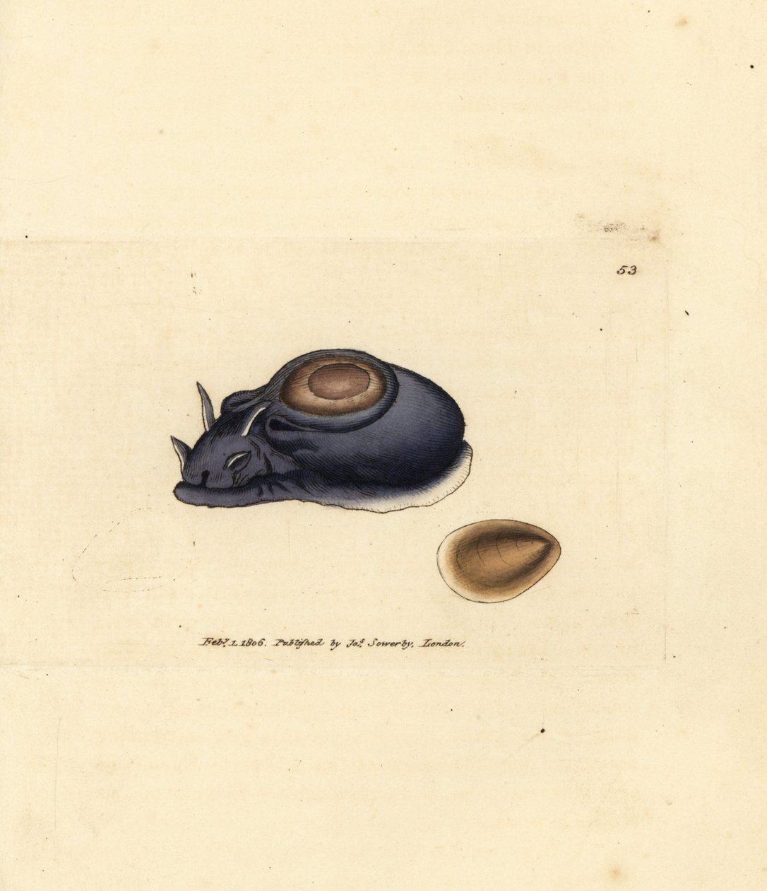Sjøsnegl eller havhare, Aplysia punctata (Aplysia hybrida). Håndfarget kobberstikk av James Sowerby fra The British Miscellany, eller fargede figurer av nye, sjeldne eller lite kjente dyreemner. av James Sowerby