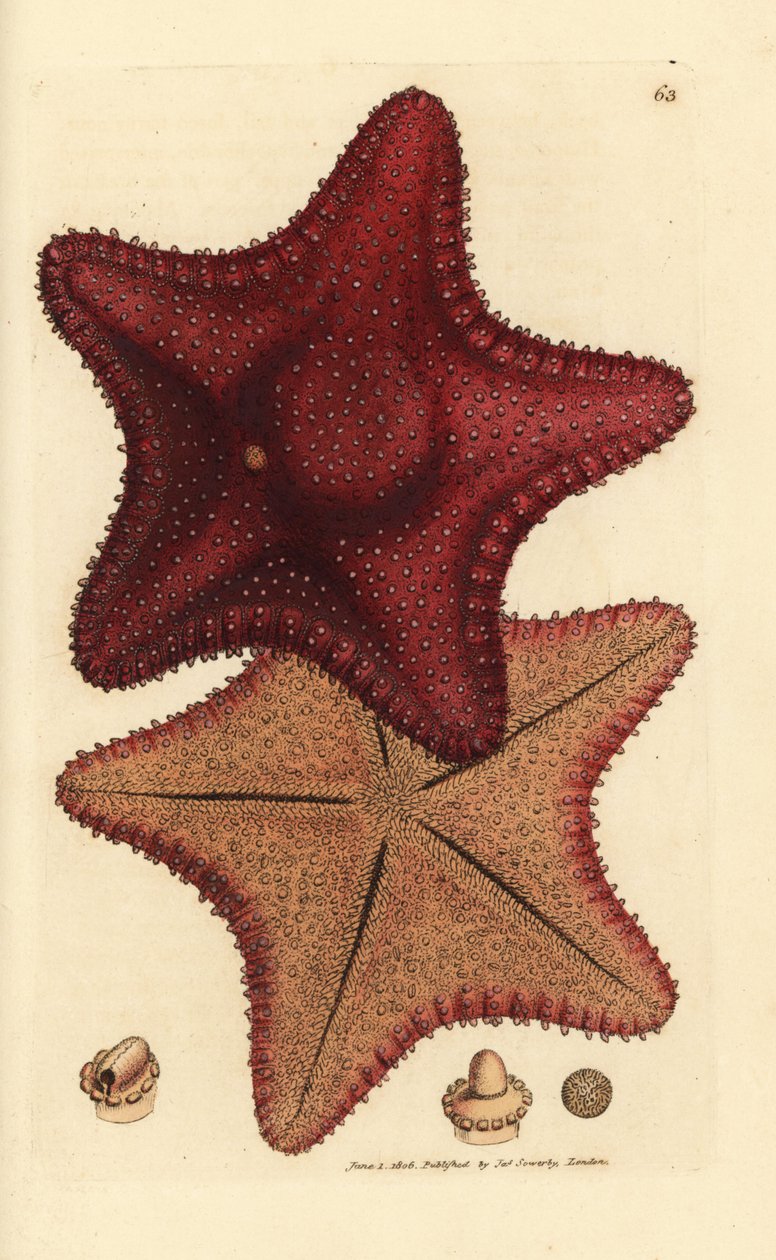 Sjøstjerne eller sjøstjerne, Hippasteria phrygiana (Asterias equestris?). Håndfarget kobberstikk av James Sowerby fra The British Miscellany, eller fargede figurer av nye, sjeldne eller lite kjente dyreemner. av James Sowerby