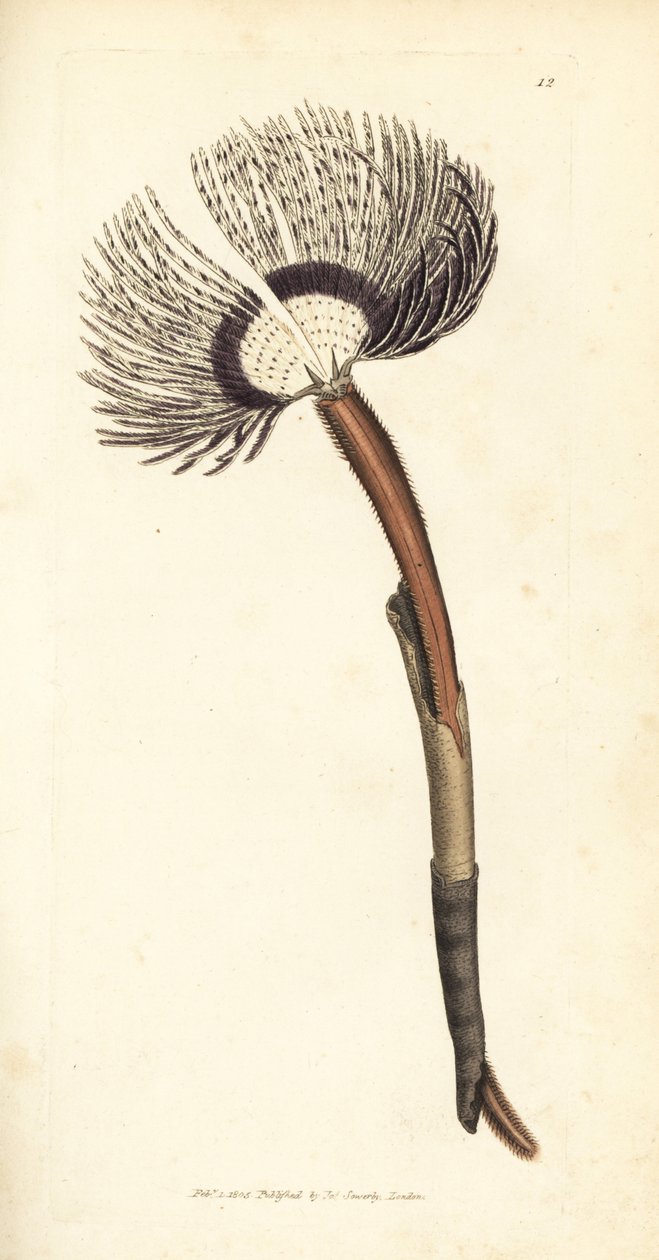 Sjøorm, Amphitrite ventilabrum. Håndfarget kobberstikk av James Sowerby fra The British Miscellany, eller fargede figurer av nye, sjeldne eller lite kjente dyreemner. av James Sowerby