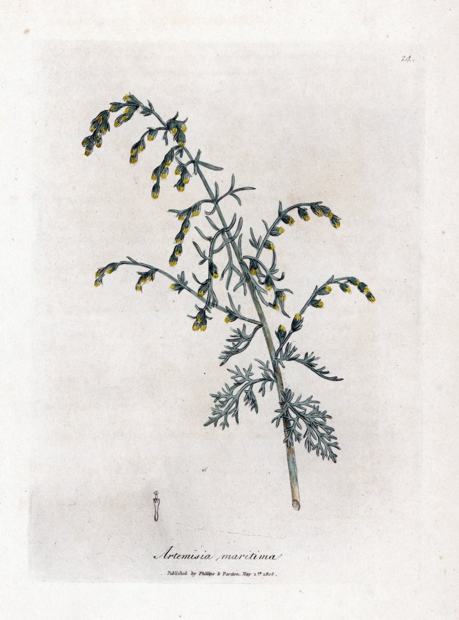 Sjømalurt, Artemisia maritima. Håndfarget kobberstikk fra en botanisk illustrasjon av James Sowerby fra William Woodville og Sir William Jackson Hookers "" Medical Botany,"" John Bohn, London av James Sowerby