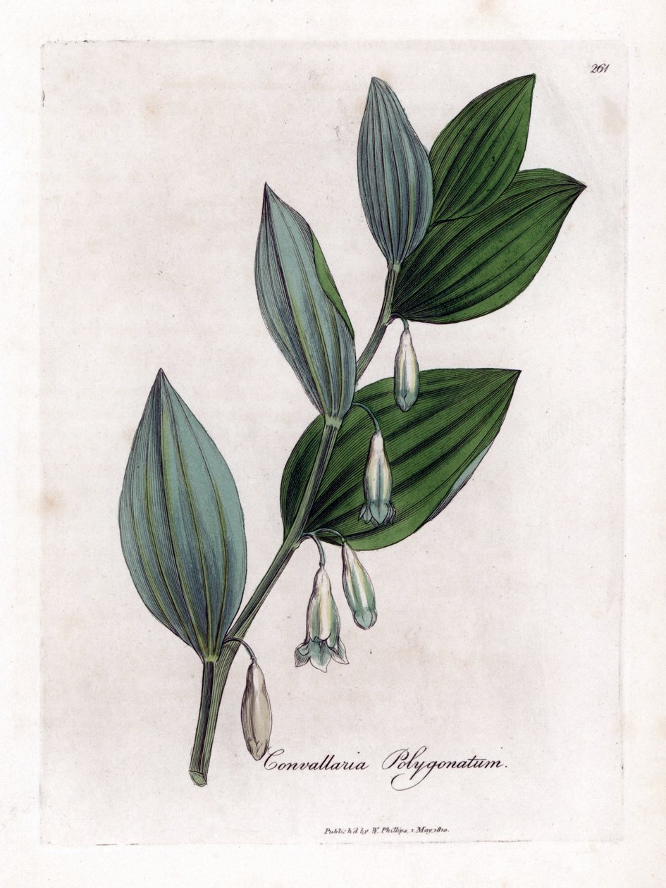 Seal of Solomon Multiflora - Salomons sel, Polygonatum multiflorum. Håndfarget kobberstikk fra en botanisk illustrasjon av James Sowerby fra William Woodville og Sir William Jackson Hookers "" Medical Botany,"" John Bohn, London av James Sowerby