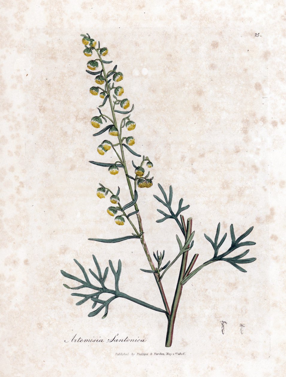 Semen contra eller semencine eller sagebrush av Judee - Santonica, Artemisia cina. Håndfarget kobberstikk fra en botanisk illustrasjon av James Sowerby fra William Woodville og Sir William Jackson Hookers "" Medical Botany,"" John Bohn, av James Sowerby