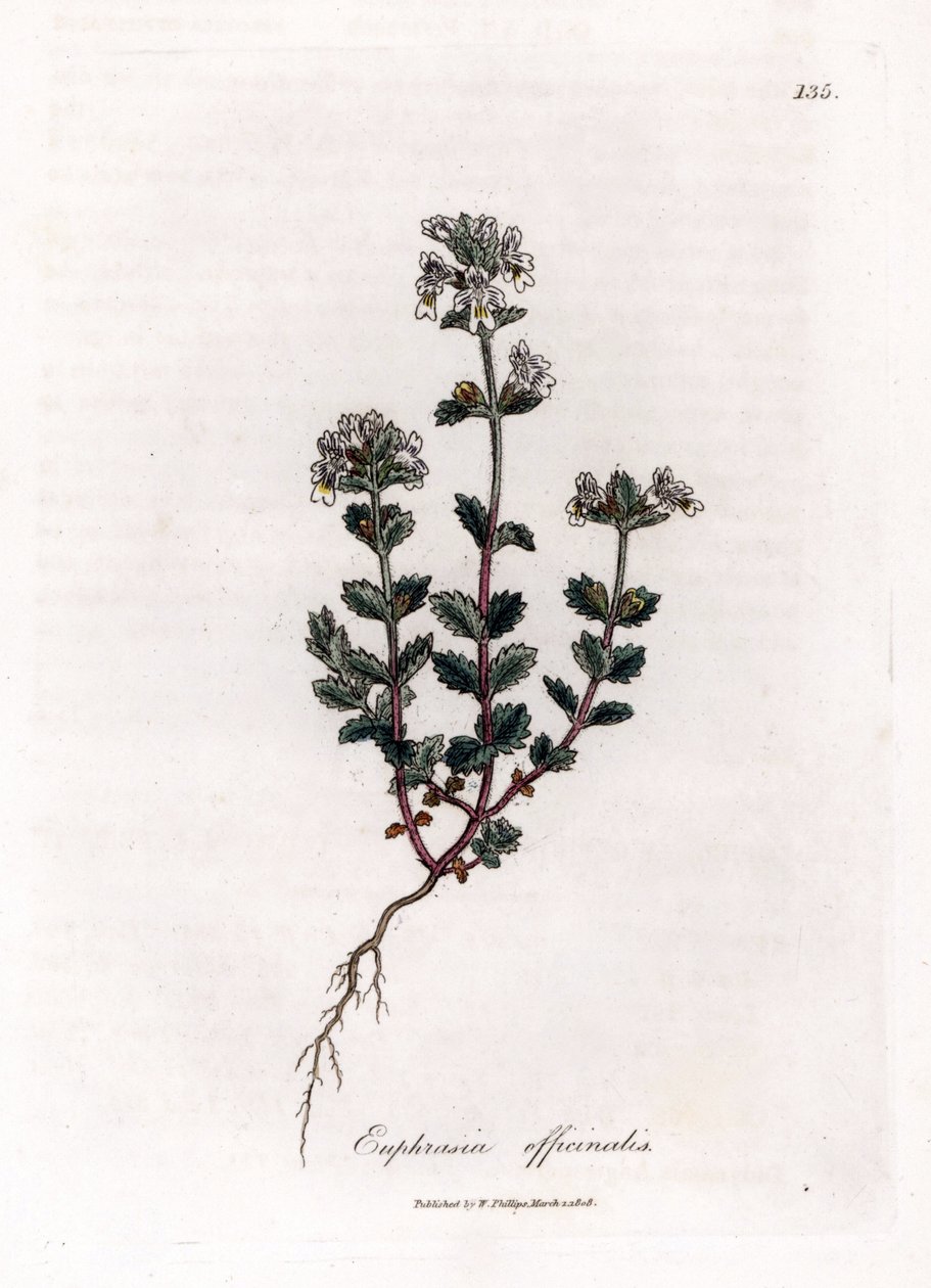Kortsynt gress - Vanlig øyentrøst, Euphrasia officinalis. Håndfarget kobberstikk fra en botanisk illustrasjon av James Sowerby fra William Woodville og Sir William Jackson Hookers "" Medical Botany,"" John Bohn, London av James Sowerby