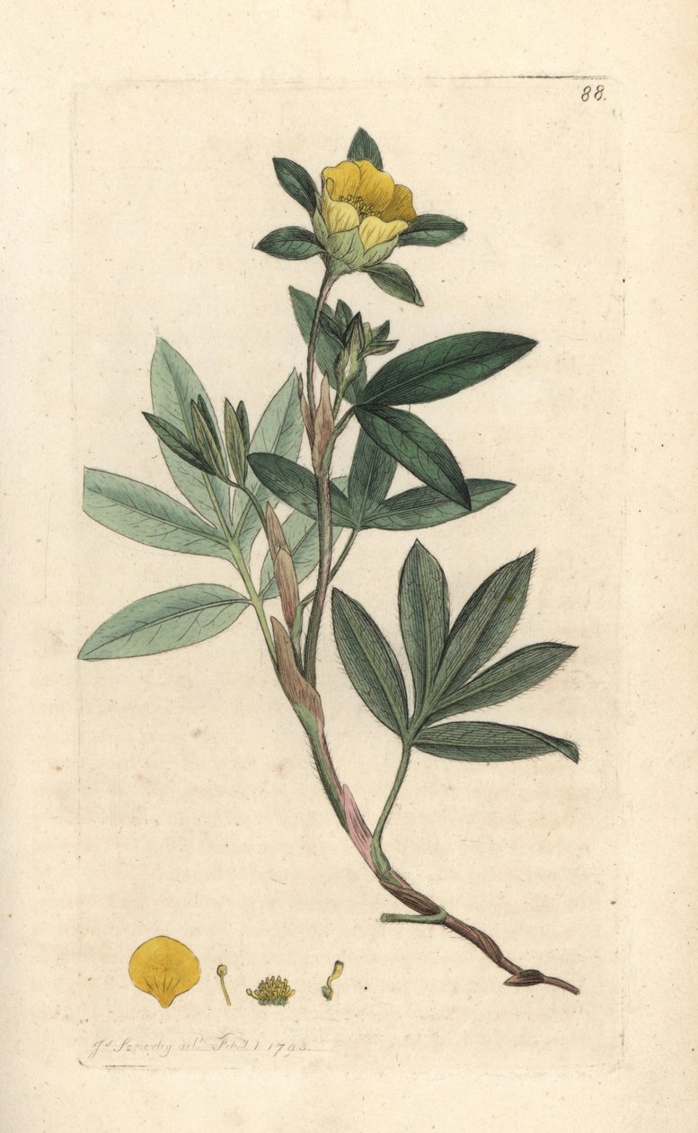Shrubby cinquefoil, Dasiphora fruticosa eller Potentilla fruticosa (Cinquefoil frutescente ou la cinquefoil shbustive) Håndfarget kobberstikk etter en illustrasjon av James Sowerby fra James Smith's English Botany, London av James Sowerby