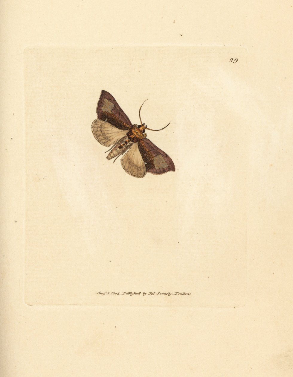 Slanke polerte brassels, Thysanoplusia orichalcea (Yorkshire polerte brasselsmøll; Phalaena Noctua aerifera). Håndfarget kobberstikk av James Sowerby fra The British Miscellany, eller fargede figurer av nye, sjeldne eller lite kjente dyresuger av James Sowerby