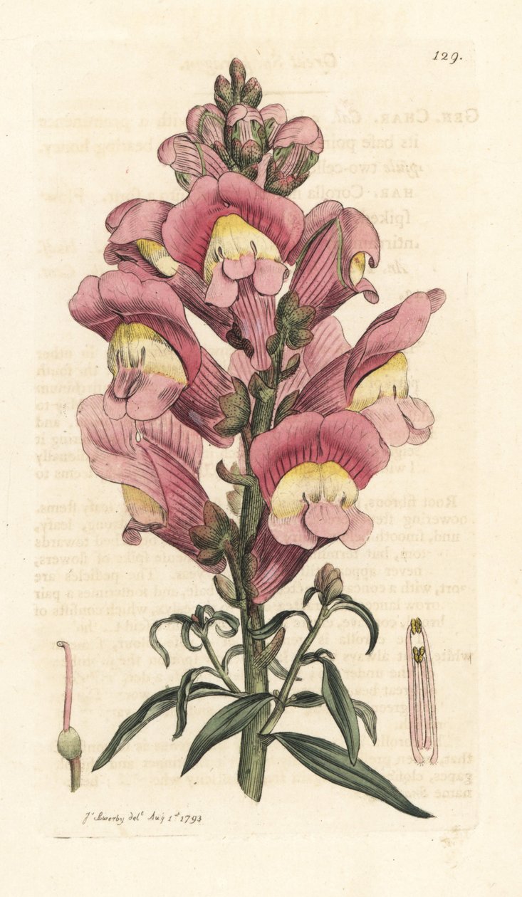 Snapdragon, Antirrhinum majus Håndfarget kobberstikk etter en illustrasjon av James Sowerby fra James Smith's English Botany, London av James Sowerby