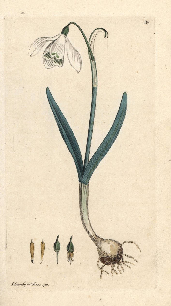 Snøklokke, Galanthus nivalis. Håndfarget kobberstikk etter en illustrasjon av James Sowerby fra James Smith's English Botany, London av James Sowerby