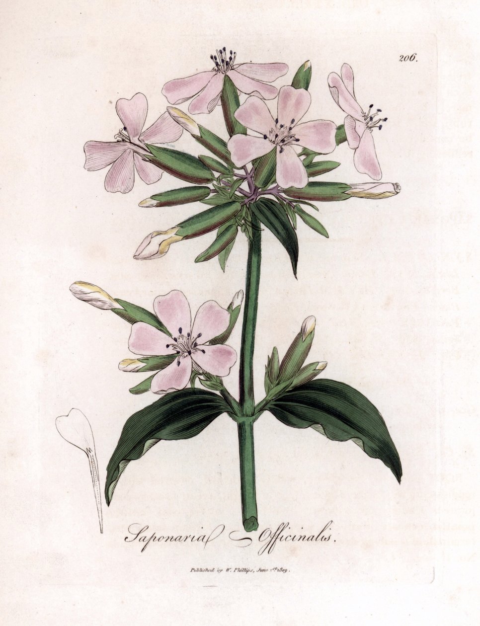 Såpeurt, Saponaria officinalis. Håndfarget kobberstikk fra en botanisk illustrasjon av James Sowerby fra William Woodville og Sir William Jackson Hookers "" Medical Botany,"" John Bohn, London av James Sowerby