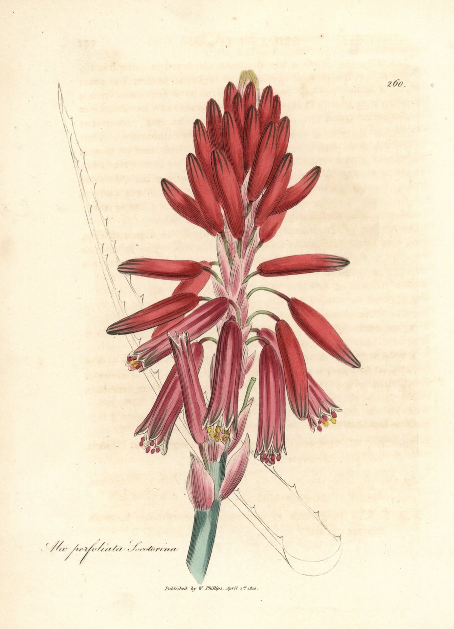 Socotorine aloe, Aloe perfoliata socotorine av James Sowerby