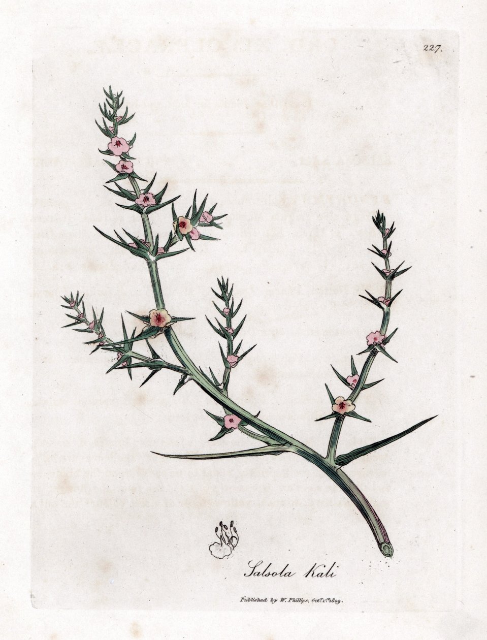 Soda brulee - stikkende salturt, Kali turgida. Håndfarget kobberstikk fra en botanisk illustrasjon av James Sowerby fra William Woodville og Sir William Jackson Hookers "" Medical Botany,"" John Bohn, London av James Sowerby