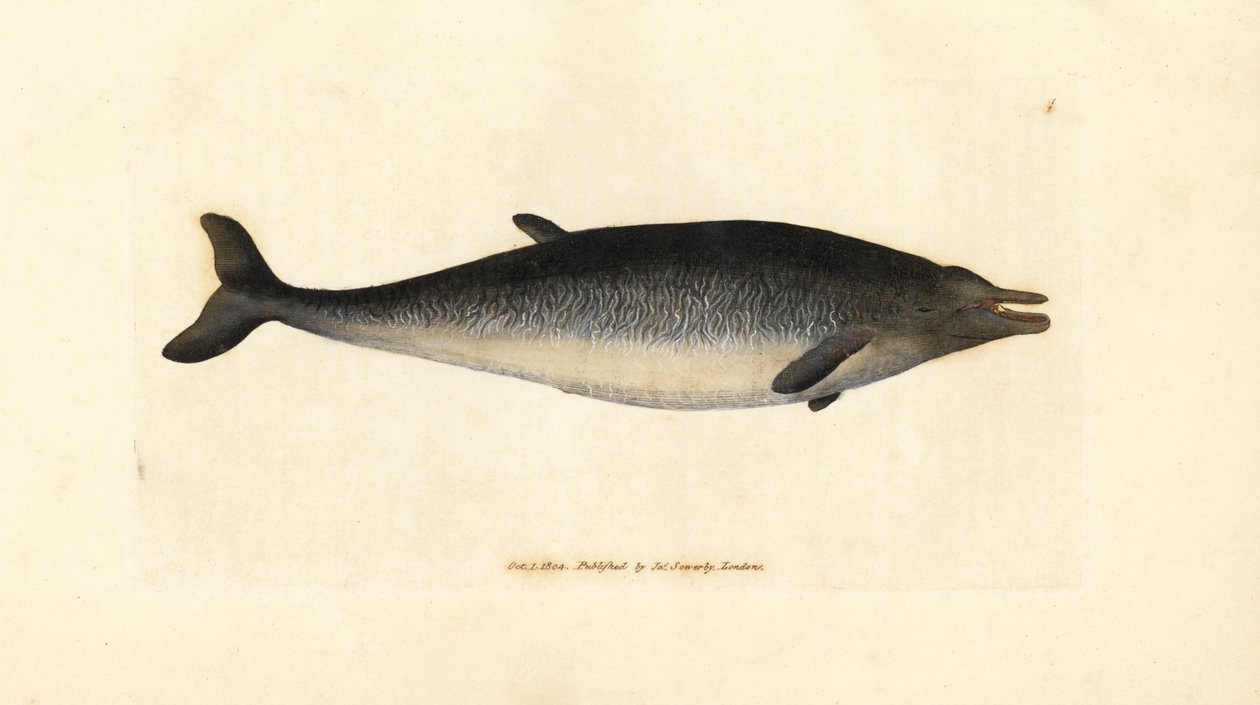 Sowerbys nebbhval, Mesoplodon bidens (Physeter bidens, totannet spermhval). Håndfarget kobberstikk av James Sowerby fra The British Miscellany, eller fargede figurer av nye, sjeldne eller lite kjente dyreemner. av James Sowerby