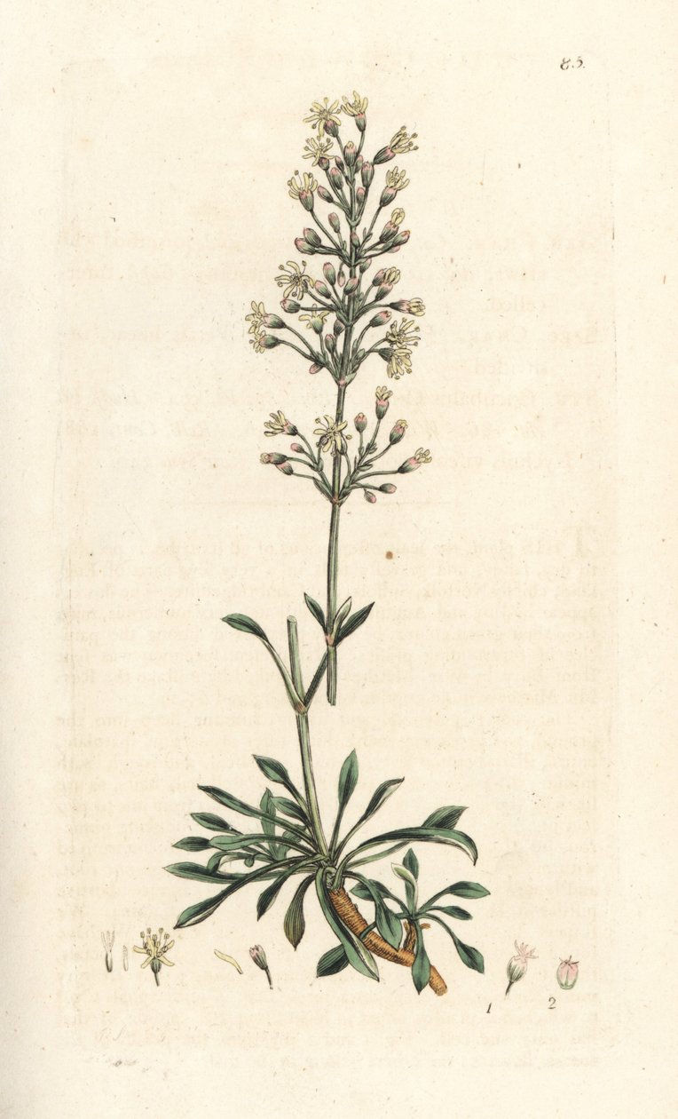 Spansk catchfly, Silene otites (spansk campion, Cucubalus otites) (silene og små blader) Håndfarget kobberstikk etter en illustrasjon av James Sowerby fra James Smith's English Botany, London av James Sowerby