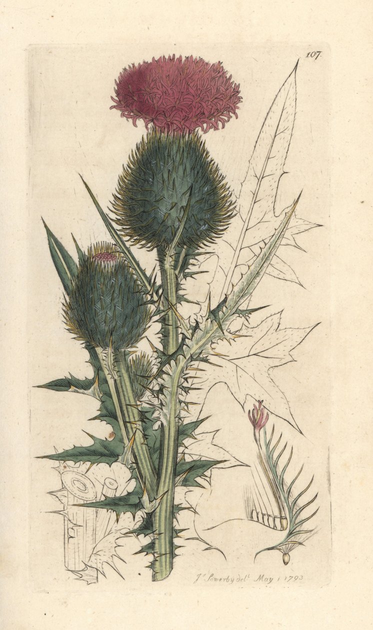 Spydtistel, Cirsium vulgare (Carduus lanceolatus) (Common Cirse) Håndfarget kobberstikk etter en illustrasjon av James Sowerby fra James Smith's English Botany, London av James Sowerby