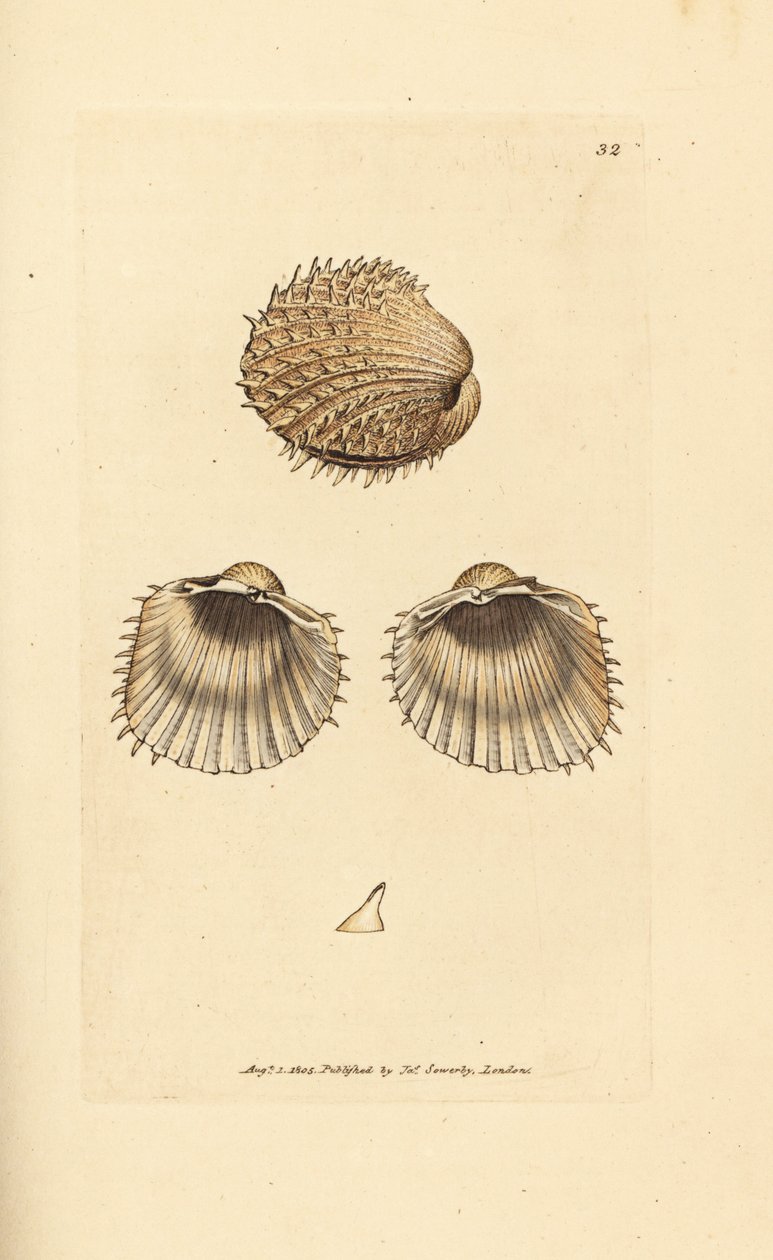 Pigghaneskjell, Acanthocardia aculeata (Cardium spinosum). Håndfarget kobberstikk av James Sowerby fra The British Miscellany, eller fargede figurer av nye, sjeldne eller lite kjente dyreemner. av James Sowerby