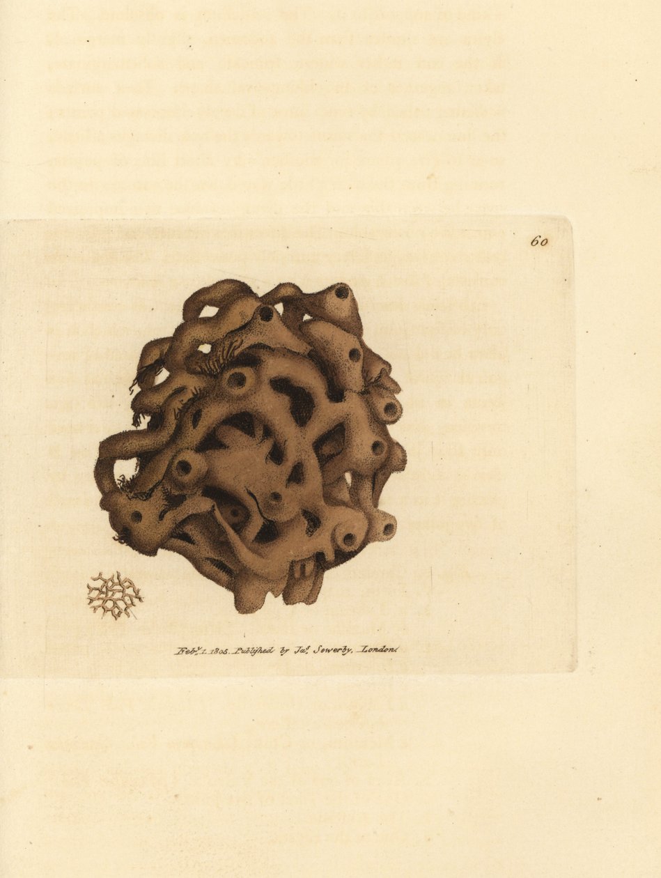 Svamp, Haliclona cinerea (kansellert svamp, Spongia cancellata). Håndfarget kobberstikk av James Sowerby fra The British Miscellany, eller fargede figurer av nye, sjeldne eller lite kjente dyreemner. av James Sowerby