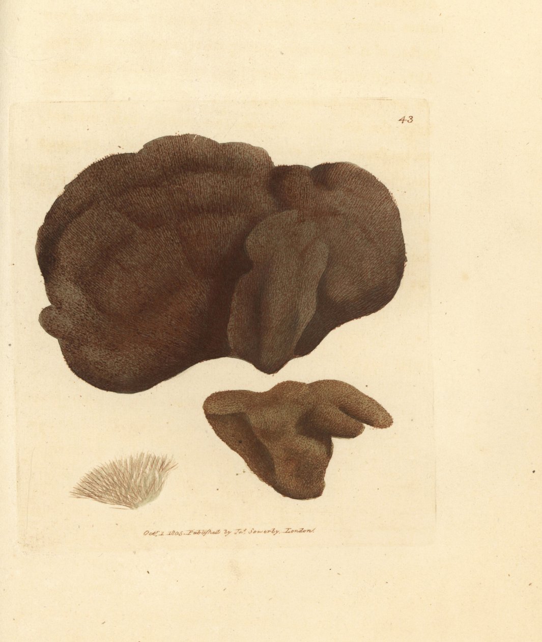 Svamp, Spongionella pulchella (Spongia pulchella). Håndfarget kobberstikk av James Sowerby fra The British Miscellany, eller fargede figurer av nye, sjeldne eller lite kjente dyreemner. av James Sowerby