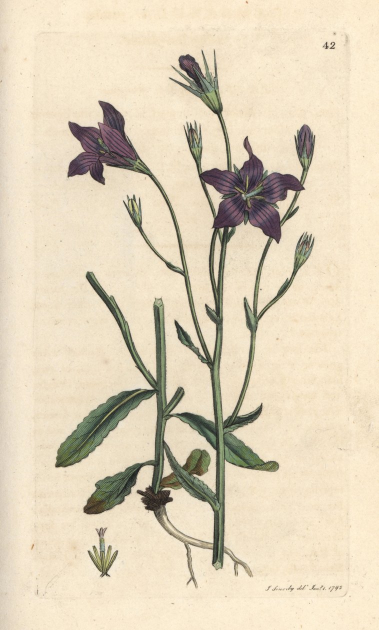 Spredende klokkeblomst, Campanula patula Håndfarget kobberstikk etter en illustrasjon av James Sowerby fra James Smith's English Botany, London av James Sowerby