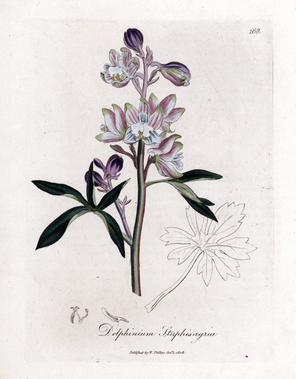 Staphisegar eller gress med lus eller gress med urinsyregikt eller ville druer - Palmert lerkespore eller stavmark, Delphinium staphisagria. Håndfarget kobberstikk fra en botanisk illustrasjon av James Sowerby fra William Woodville og Sir William Jackson H av James Sowerby