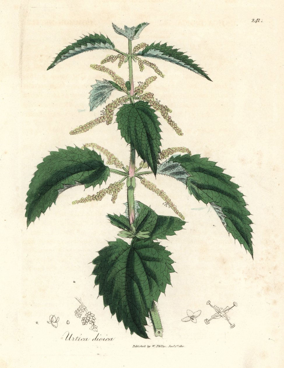 Brennesle, Urtica dioica av James Sowerby
