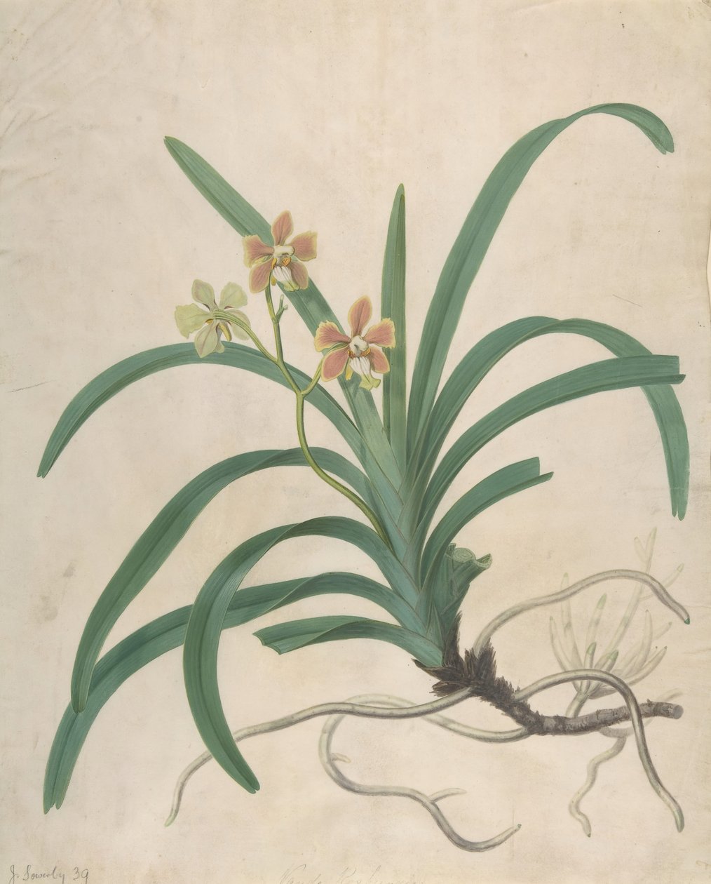 Studie av en orkide, Vanda Roxburgia, før 1822. av James Sowerby