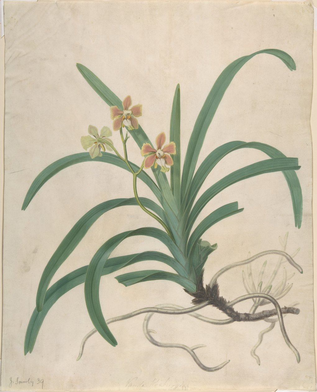 Studie av en orkidé, «Vanda Roxburgia» av James Sowerby