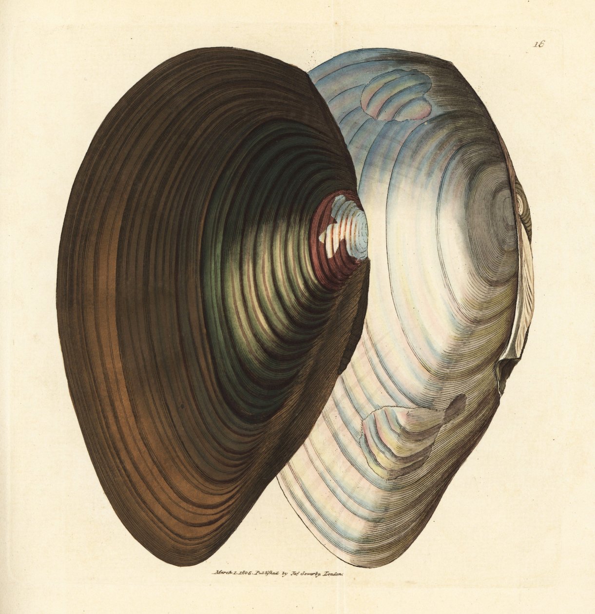 Svanemusling, Anodonta stagnalis (Mytilus stagnalis). Håndfarget kobberstikk av James Sowerby fra The British Miscellany, eller fargede figurer av nye, sjeldne eller lite kjente dyreemner. av James Sowerby