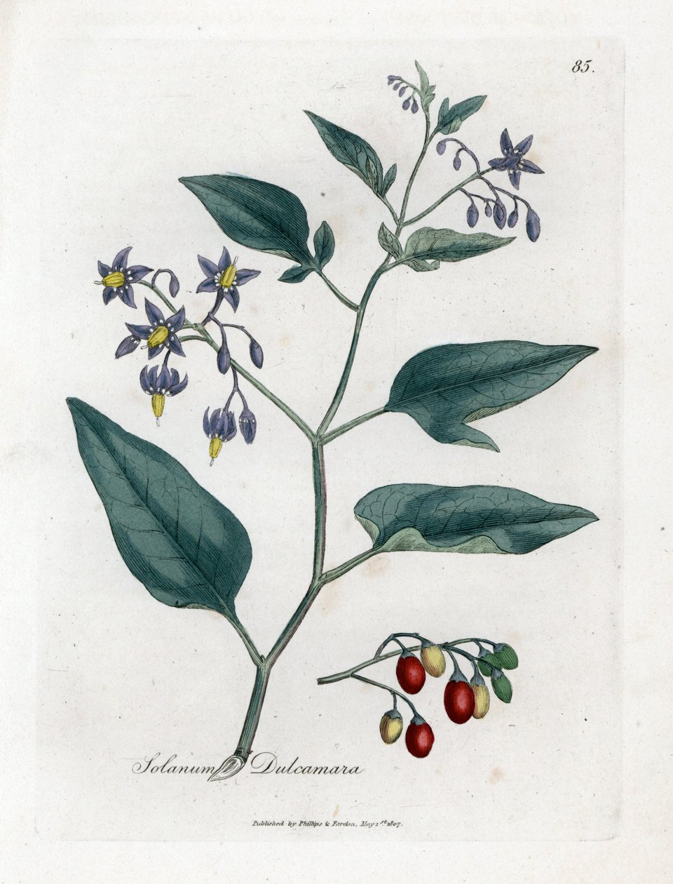 Søt bitter eller søt bitter nattskygge - Woody nattskygge, Solanum dulcamara. Håndfarget kobberstikk fra en botanisk illustrasjon av James Sowerby fra William Woodville og Sir William Jackson Hookers "" Medical Botany,"" John Bohn, Lond av James Sowerby