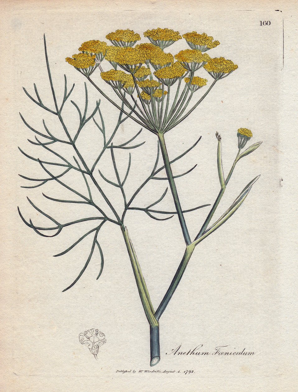 Søt fennikel (eller Provence fennikel). Håndfarget kobberstikk fra en tegning av James Sowerby (1757-1822), i Botanique Medicinale av James Sowerby