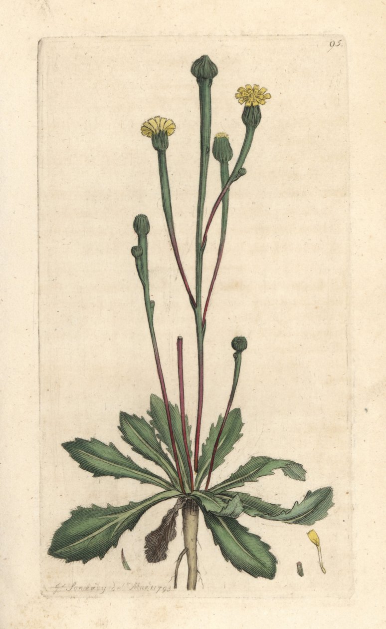 Swin's succory, Arnoseris minima (Hyoseris minima). Håndfarget kobberstikk etter en illustrasjon av James Sowerby fra James Smith's English Botany, London av James Sowerby
