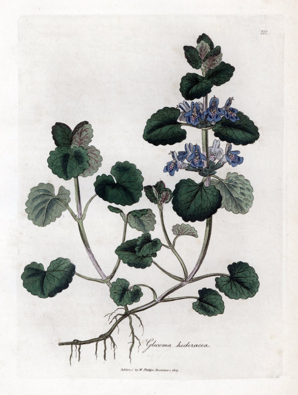Terrestrisk eføy - Jordeføy, Glecoma hederacea. Håndfarget kobberstikk fra en botanisk illustrasjon av James Sowerby fra William Woodville og Sir William Jackson Hookers "" Medical Botany,"" John Bohn, London av James Sowerby