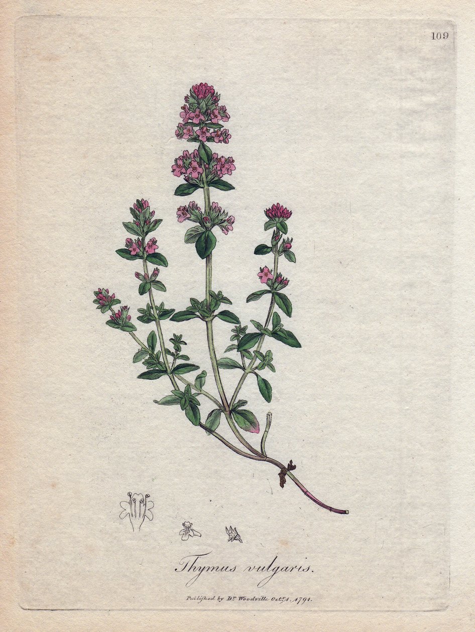 Timian (Thymus vulgaris). Håndfarget kobbergravering fra en illustrasjon av James Sowerby. Utdrag fra boken til William Woodville og Sir William Jackson Hooker "" Botanique medicinale"" 1832. Den utrettelige Sowerby (1757-1822) trakk me av James Sowerby