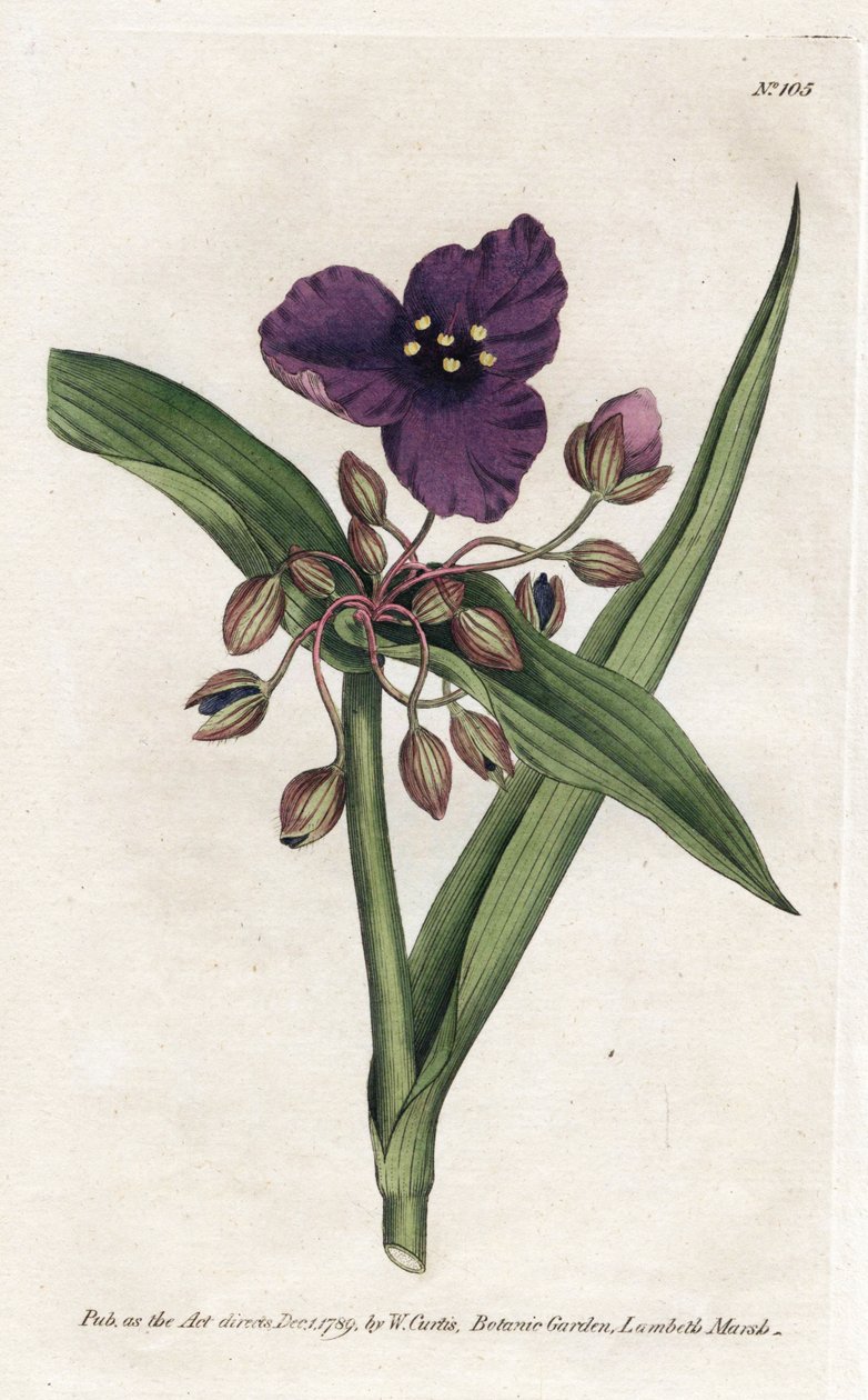 Tradescantia ou setcreasee - Litografi av James Sowerby (1757-1822), fra William Curtis's Botanical Magazine (1746-1799) av James Sowerby