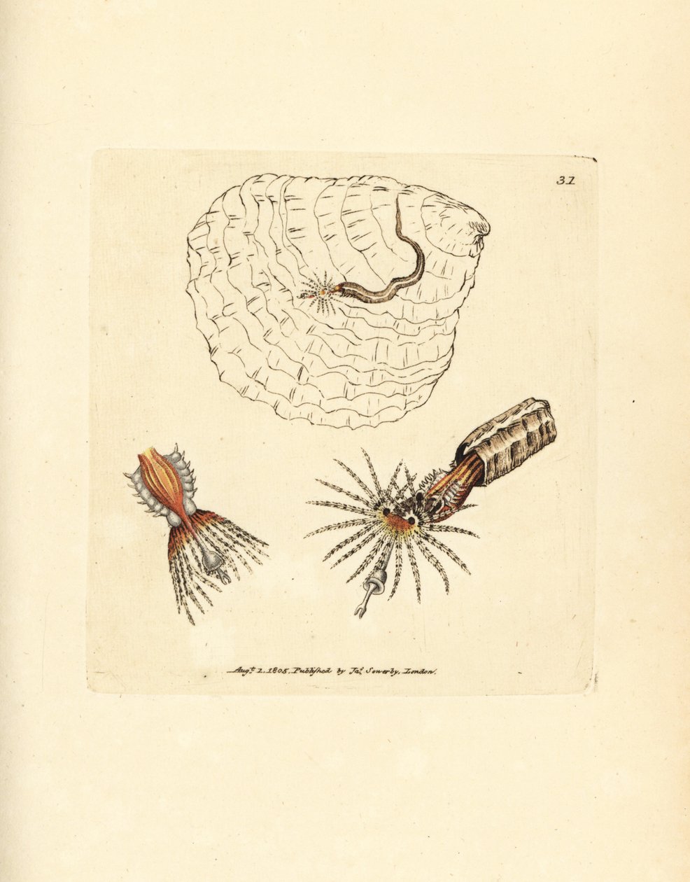 Rørbyggende annelid vifteorm, Spirobranchus triqueter. Håndfarget kobberstikk av James Sowerby fra The British Miscellany, eller fargede figurer av nye, sjeldne eller lite kjente dyreemner. av James Sowerby