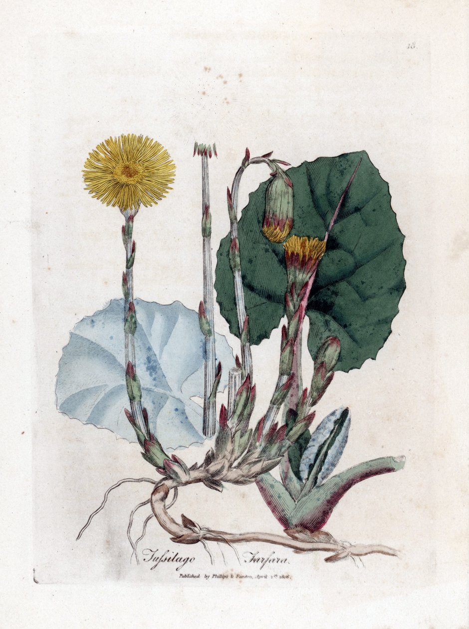 Tuslage eller ikke esel - Coltsfoot, Tussilago fara. Håndfarget kobberstikk fra en botanisk illustrasjon av James Sowerby fra William Woodville og Sir William Jackson Hookers "" Medical Botany,"" John Bohn, London av James Sowerby