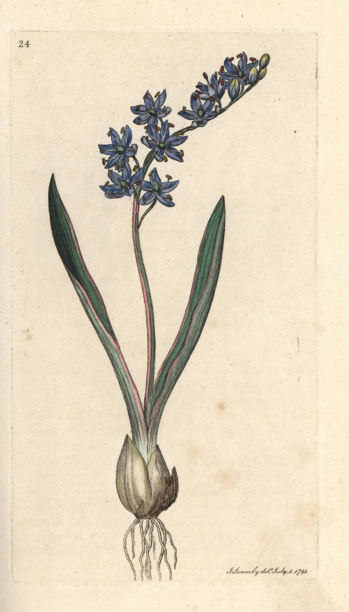 To-bladet squill, Scilla bifolia Håndfarget kobberstikk etter en illustrasjon av James Sowerby fra James Smith's English Botany, London av James Sowerby