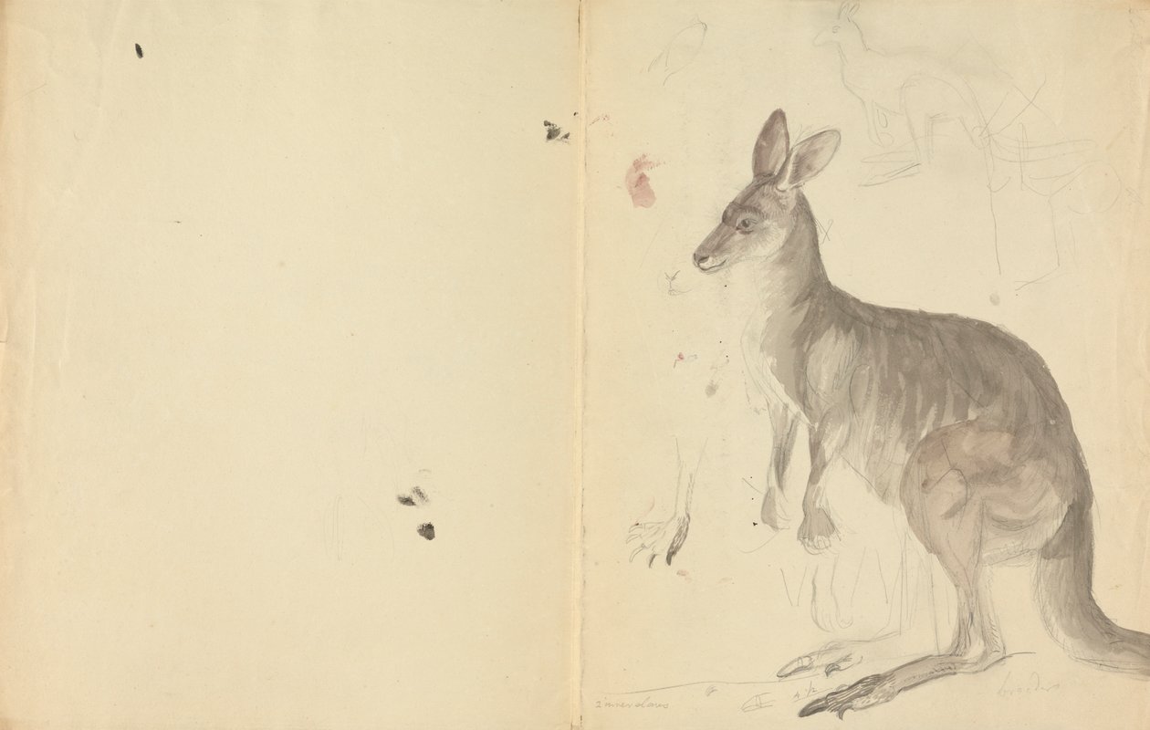 To kenguruer med detaljer av James Sowerby