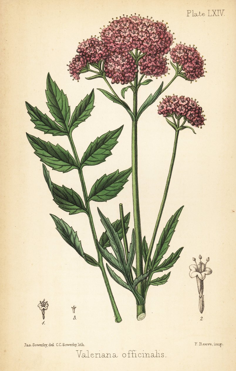 Valerian, Valeriana officinalis. Håndfarget litografi av Charlotte Caroline Sowerby etter en illustrasjon av James Sowerby fra Edward Hamiltons Flora Homeopathica, Bailliere, London av James Sowerby